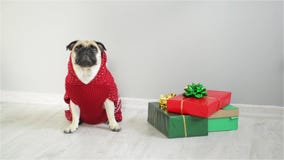 Cão da raça espanadores em um terno da rena O cão que veste uma camiseta vermelho-branca, sentando-se ao lado dos presentes Feliz vídeos de arquivo Cão da raça espanadores em um terno da rena O cão que veste uma camiseta vermelho-branca, sentando-se ao lado dos presentes Feliz vídeos de arquivo