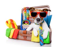 Cão das férias de verão