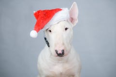 Cão de bull terrier com o chapéu de Santa no Natal imagem de stock royalty free Cão de bull terrier com o chapéu de Santa no Natal imagem de stock royalty free