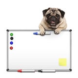 Cão de cachorrinho bonito do pug que pendura com as patas na placa branca do marke vazio com marcadores e ímãs imagem de stock royalty free Cão de cachorrinho bonito do pug que pendura com as patas na placa branca do marke vazio com marcadores e ímãs imagem de stock royalty free