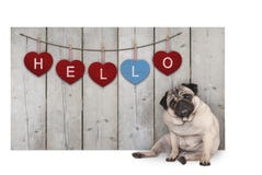 Cão de cachorrinho bonito do pug que senta-se para baixo ao lado da cerca de madeira da madeira recuperada do celeiro com coraçõe imagens de stock Cão de cachorrinho bonito do pug que senta-se para baixo ao lado da cerca de madeira da madeira recuperada do celeiro com coraçõe imagens de stock