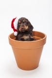 Cão de cachorrinho bonito do spaniel no potenciômetro de flor que veste Santa Hat foto de stock royalty free Cão de cachorrinho bonito do spaniel no potenciômetro de flor que veste Santa Hat foto de stock royalty free