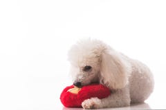 Cão de cachorrinho com um coração vermelho fotos de stock Cão de cachorrinho com um coração vermelho fotos de stock