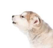 Cão de cachorrinho do malamute do Alasca do urro no perfil Isolado no branco Imagens de Stock Cão de cachorrinho do malamute do Alasca do urro no perfil Isolado no branco Imagens de Stock
