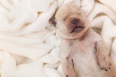 Cão de cachorrinho novo recém-nascido de Labrador que dorme na cobertura macia Imagem de Stock Cão de cachorrinho novo recém-nascido de Labrador que dorme na cobertura macia Imagem de Stock