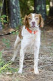Cão de caça de Brittany Spaniel com o colar de seguimento alaranjado da segurança imagens de stock royalty free Cão de caça de Brittany Spaniel com o colar de seguimento alaranjado da segurança imagens de stock royalty free