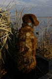 Cão de caça do pato imagem de stock Cão de caça do pato imagem de stock