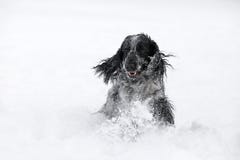 Cão de cocker spaniel do inglês que joga no inverno da neve Fotografia de Stock Royalty Free Cão de cocker spaniel do inglês que joga no inverno da neve Fotografia de Stock Royalty Free