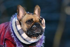 Cão de Fawn French Bulldog com lenço e casaco de pele do inverno com neve no focinho fotografia de stock royalty free Cão de Fawn French Bulldog com lenço e casaco de pele do inverno com neve no focinho fotografia de stock royalty free