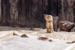 Cão de pradaria que está ereto no verão à terra fotografia de stock Cão de pradaria que está ereto no verão à terra fotografia de stock