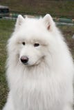 Cão de puxar trenós do Samoyed do cão imagens de stock royalty free Cão de puxar trenós do Samoyed do cão imagens de stock royalty free