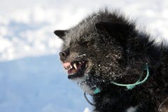 Cão de trenó que snarling, Greenland do leste Imagem de Stock Cão de trenó que snarling, Greenland do leste Imagem de Stock