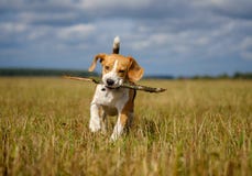 Cão do lebreiro que corre em torno e que joga com uma vara imagem de stock Cão do lebreiro que corre em torno e que joga com uma vara imagem de stock
