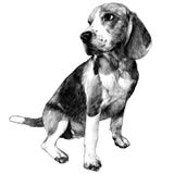 Cão do lebreiro que senta o comprimento completo ilustração royalty free Cão do lebreiro que senta o comprimento completo ilustração royalty free