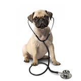 Cão do Pug e um estetoscópio