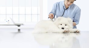 Cão doente do exame veterinário, veterinário com estetoscópio o foto de stock Cão doente do exame veterinário, veterinário com estetoscópio o foto de stock