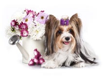 Cão e flores do terrier de Biewer Yorkshire Fotos de Stock Royalty Free Cão e flores do terrier de Biewer Yorkshire Fotos de Stock Royalty Free
