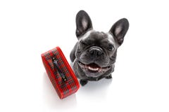 Cão em férias com bagagem imagem de stock royalty free Cão em férias com bagagem imagem de stock royalty free