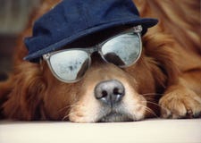 Cão em um chapéu