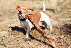 Cão feliz que mastiga a vara de madeira grande fora imagens de stock Cão feliz que mastiga a vara de madeira grande fora imagens de stock