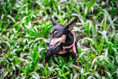 Cão no jardim imagem de stock royalty free Cão no jardim imagem de stock royalty free