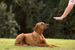 Cão obediente Cão obediente