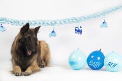 Cão, pastor belga Tervuren, colocando com o bebê azul com balões e festões fotografia de stock Cão, pastor belga Tervuren, colocando com o bebê azul com balões e festões fotografia de stock