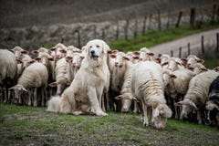 Cão-pastor que guarda o rebanho dos carneiros Imagem de Stock Cão-pastor que guarda o rebanho dos carneiros Imagem de Stock