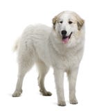 Cão pirenaico da montanha ou grandes Pyrenees imagens de stock Cão pirenaico da montanha ou grandes Pyrenees imagens de stock