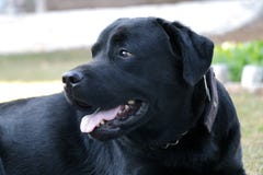 Cão preto de Labrador que olha alguém imagem de stock Cão preto de Labrador que olha alguém imagem de stock