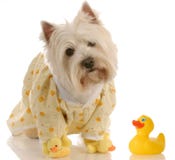 Cão pronto para um banho fotos de stock Cão pronto para um banho fotos de stock