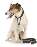 Cão que espera para ir para uma caminhada fotografia de stock Cão que espera para ir para uma caminhada fotografia de stock
