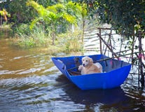 Cão que olha no transbordamento foto de stock Cão que olha no transbordamento foto de stock