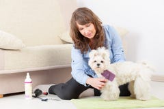 Cão que prepara em casa imagens de stock Cão que prepara em casa imagens de stock