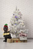 Cão sob a forma de um duende do Natal Conceito do `s do ano novo com árvore e presentes de Natal foto de stock royalty free Cão sob a forma de um duende do Natal Conceito do `s do ano novo com árvore e presentes de Natal foto de stock royalty free
