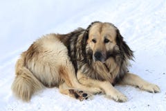 Cão velho da montanha na neve imagens de stock Cão velho da montanha na neve imagens de stock
