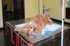 Cão vermelho do spaniel pela anestesia na tabela de funcionamento na clínica veterinária imagem de stock Cão vermelho do spaniel pela anestesia na tabela de funcionamento na clínica veterinária imagem de stock
