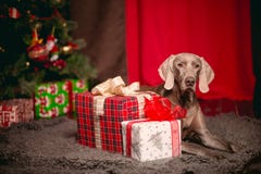 Cão Weimaraner de Grey Party em decorações do Natal fotografia de stock royalty free Cão Weimaraner de Grey Party em decorações do Natal fotografia de stock royalty free