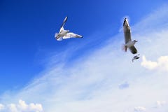 Céu do flyin de três gaivotas imagem de stock Céu do flyin de três gaivotas imagem de stock
