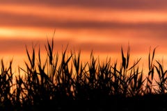 Céu do por do sol e silhueta alaranjados do campo imagens de stock Céu do por do sol e silhueta alaranjados do campo imagens de stock