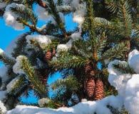 Cônes sur un dessus d'omorika de picéa sous la neige pelucheuse blanche dans un ciel bleu images libres de droits Cônes sur un dessus d'omorika de picéa sous la neige pelucheuse blanche dans un ciel bleu images libres de droits