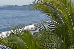 Côte mexicaine de l'océan pacifique avec des palmiers photographie stock Côte mexicaine de l'océan pacifique avec des palmiers photographie stock