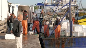 CÔTE ÉGÉENNE, DIDIM, TURQUIE - 17 OCTOBRE 2015 CÔTE ÉGÉENNE, DIDIM, TURQUIE - 17 OCTOBRE 2015