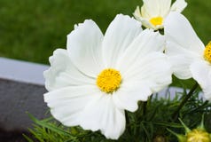 D'abord floraison des fleurs pendant l'?t? photographie stock D'abord floraison des fleurs pendant l'?t? photographie stock
