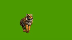 brincando com o tigre em 3D com minha Gatinh@ mesmo q ela ñ ta vendo e