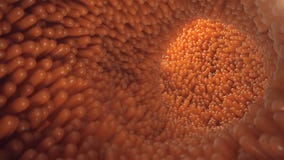 3D animation close-up Intestinal villi. Intestine lining. Microscopic villi and capillary. Human intestine. Concept of a