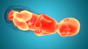 Human Labor and Vaginal Birth Anatomy Animation Concept Stock Video - Video of delivery, child: 194696931 Human Labor and Vaginal Birth Anatomy Animation Concept Stock Video - Video of delivery, child: 194696931