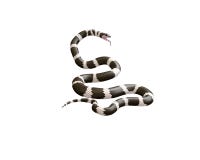 3D Illustratie van een Koning Snake van Californië royalty-vrije illustratie 3D Illustratie van een Koning Snake van Californië royalty-vrije illustratie