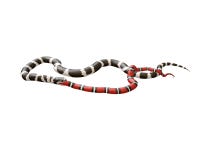 3D Illustratie van een Koning Snake Swallowing van Californië een Scharlaken Koning Snake royalty-vrije illustratie 3D Illustratie van een Koning Snake Swallowing van Californië een Scharlaken Koning Snake royalty-vrije illustratie