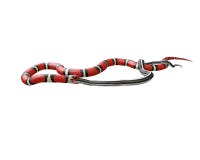 3D Illustratie van een Koning Snake Swallowing van Californië een Zwarte Slang stock illustratie 3D Illustratie van een Koning Snake Swallowing van Californië een Zwarte Slang stock illustratie